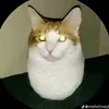 phamcngminh4