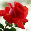 iresha.madumali569