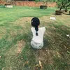 xingyeii