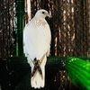 Abu Dhabi Falcon🦅