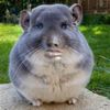 mrchinchilla