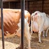 AFRIK_CATTLE_BREEDERS