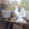 abbas.mohmmed0