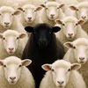 blackk.sheep