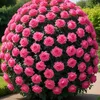 malika_1842