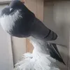 rafa.frczek5