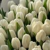 lusweux