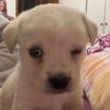 gus_jr096