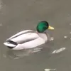 ducksaton