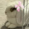 carrotbun12