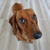 phoenietheweenie