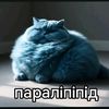 pipkofin