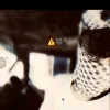 33mohammed04