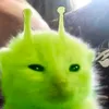 laxedxz