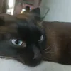 noobvbeeswarm