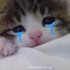 catbaby.ytb13