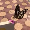 rataarataa517