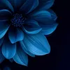 _priv_sophal_