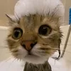 catmiauw2