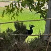abc_1233331