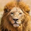 lion31lion31