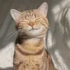 miaumiaupumpum