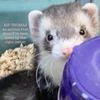 thomasthecuteferret