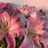 lilybloomblossom1