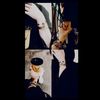 romaa_butterfly