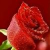aoooa_1009