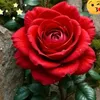 jaz.my.love