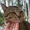 babiecat5