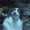 look_a_rat5