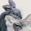 ramirez_rabbitry_3204
