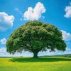 Wellnessjourney 333