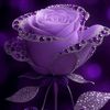 humaysa65