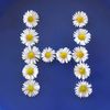 haticeali