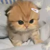 ntln.mc