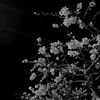 dream_core5553