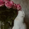 liliaer1