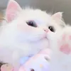 f.__k55