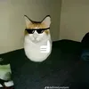eggcat1005