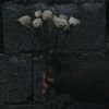 farah.awad88