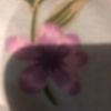 noor_khan651