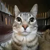 gatosemchapeu