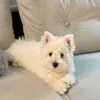 uocmolonhoncaituoi_01
