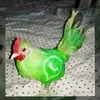 fxf_40