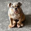 mypeoplecallmefrankie