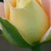 uojr3777140012