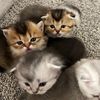 The 5 Kitties